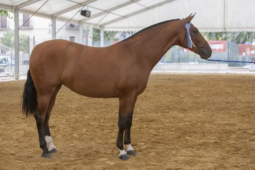 Andujar, Jaen procince, SPAIN - 13 september 2009: Spanish horse of pure race taking part during an exercise of equestrian morphology in Andujar, Jaen province, Andalusia, Spain