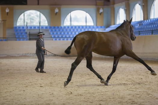 Estepona, Malaga province, SPAIN - 27 september 2009: Spanish horse of pure race taking part during an exercise of equestrian morphology in Estepona, Malaga province, Andalusia, Spain