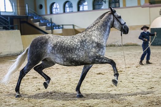 Estepona, Malaga province, SPAIN - 27 september 2009: Spanish horse of pure race taking part during an exercise of equestrian morphology in Estepona, Malaga province, Andalusia, Spain