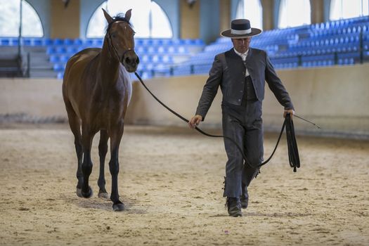 Estepona, Malaga province, SPAIN - 27 september 2009: Spanish horse of pure race taking part during an exercise of equestrian morphology in Estepona, Malaga province, Andalusia, Spain