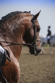 Detail of the head of a purebred Spanish horse