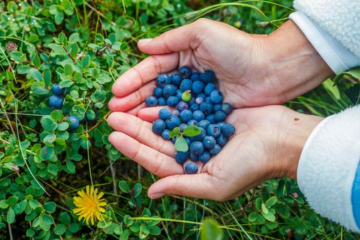 Human hands and a bush of a ripe blueberry at the summer Iceland