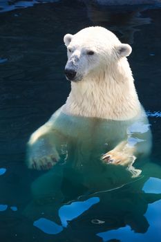 Nice photo of cute white polar bear