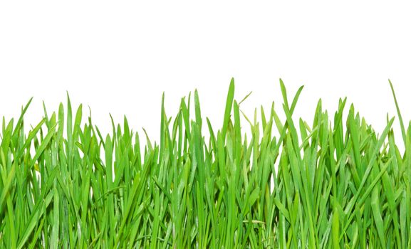 Fresh green grass isolated on white background