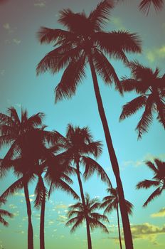 Filtered Vintage Retro Styled Palm Trees In Hawaii