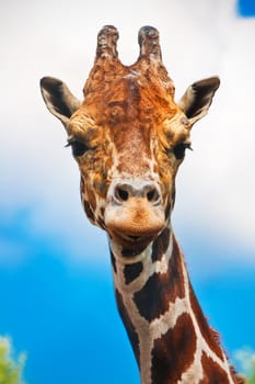 Portrait of cute curious giraffe over blue sky