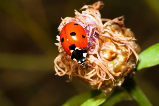 Macro photo of Ladybird bug on flower