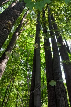 Beautiful photo of green forest on sunny day