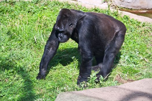 Nice photo of black African gorilla in zoo