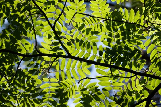 Lush green leaves background in bright sunlight