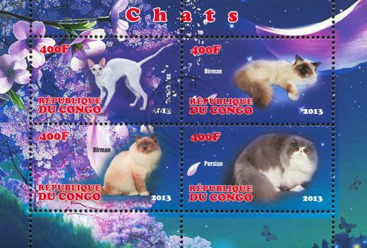 CONGO - CIRCA 2013: stamp printed by Congo, shows cat, circa 2013