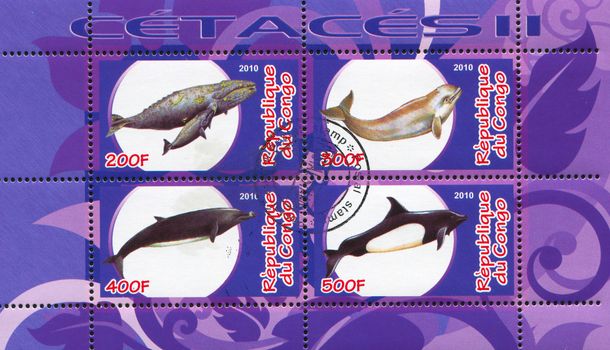CONGO - CIRCA 2010: stamp printed by Congo, shows Dolphin, circa 2010