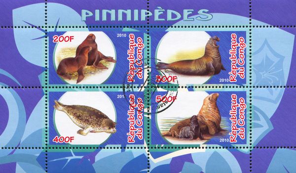 CONGO - CIRCA 2010: stamp printed by Congo, shows animal, circa 2010