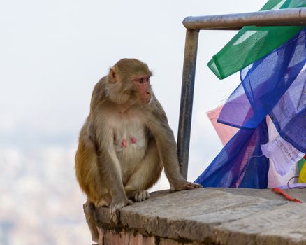 A female macaque on top of wall in Swayambhunath, Kathmandu, Nepal