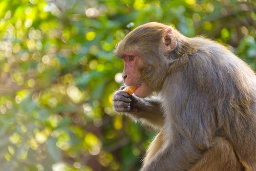 Macaque monkey eating an orange in Kathmandu, Nepal