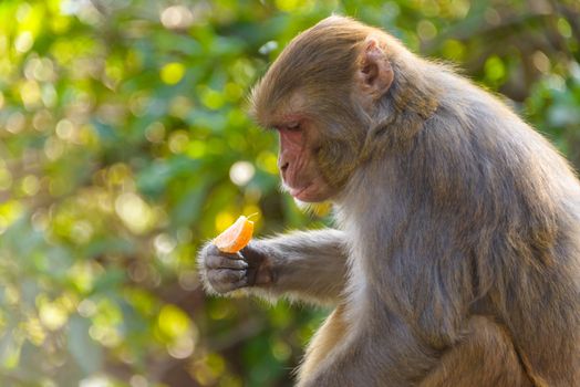 Macaque monkey eating an orange in Kathmandu, Nepal