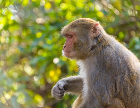 Macaque monkey in Kathmandu, Nepal