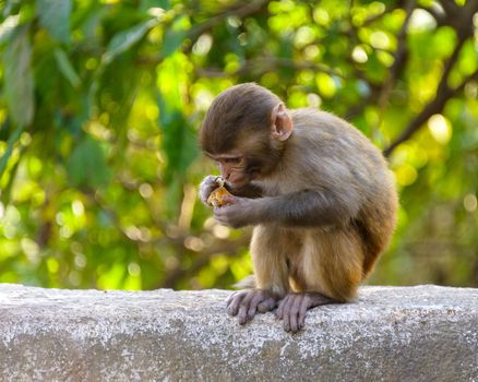 A baby macaque eating an orange in Swayambhunath, Kathmandu, Nepal
