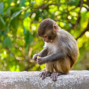 A baby macaque eating an orange in Swayambhunath, Kathmandu, Nepal