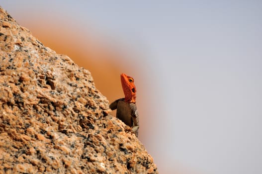 Agama planiceps at the greater Spitzkoppe, Namibia