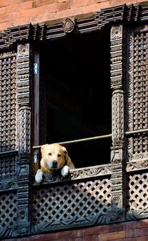 Dog looking out of a window in kathmandu