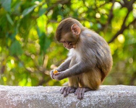 A baby macaque eating an orange in Swayambhunath, Kathmandu, Nepal