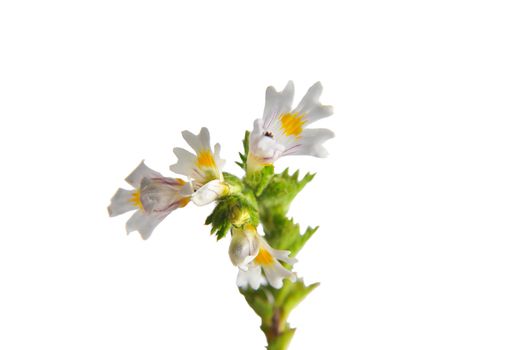 Eyebright (Euphrasia officinalis)