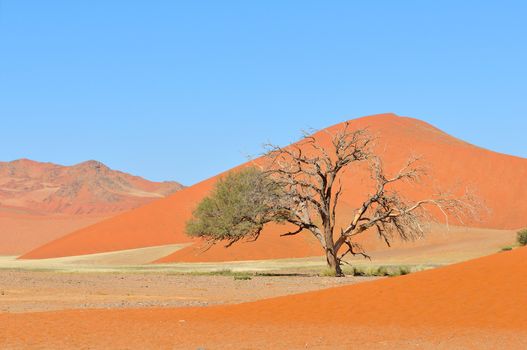Grass in the Tsaugab River floodplain near Sossusvlei, Namibia
