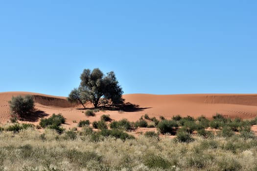 A farm scene in the Kalahari Desert in Namibia