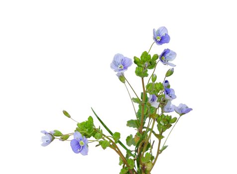 Slender Speedwell (Veronica filiformis)