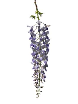 Chinese wisteria (Wisteria sinensis)