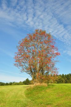 Rowan (Sorbus aucuparia)