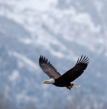 flying bald eagle ( Haliaeetus leucocephalus ). Against snow-covered mountains