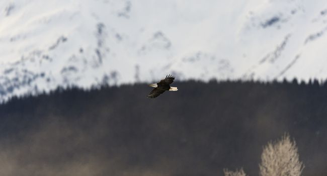 flying bald eagle ( Haliaeetus leucocephalus ). Against snow-covered mountains