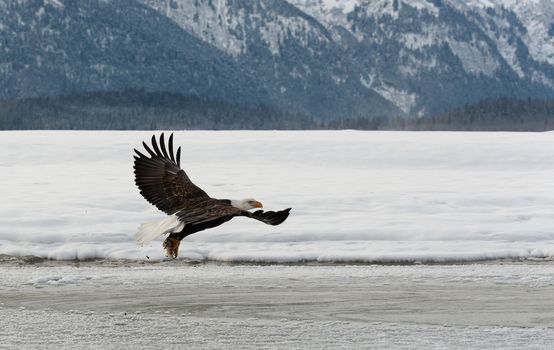 flying bald eagle ( Haliaeetus leucocephalus ). Against snow-covered mountains