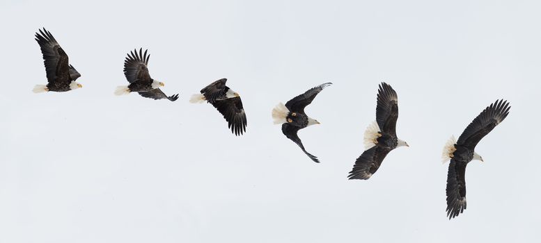 Various phases of a flying  bald eagle ( Haliaeetus leucocephalus ). 