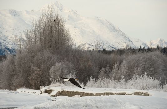 flying bald eagle ( Haliaeetus leucocephalus ). 