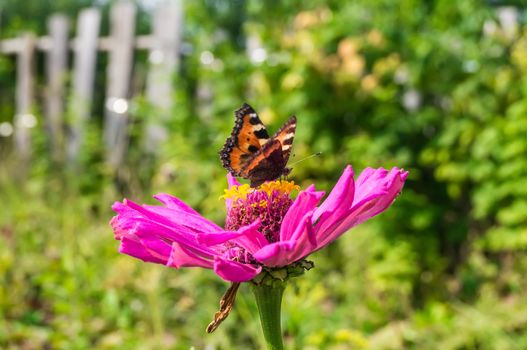 Butterfly on a flower in the garden