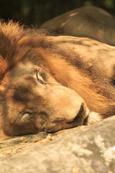 Lion Sleeping in the zoo from thailand