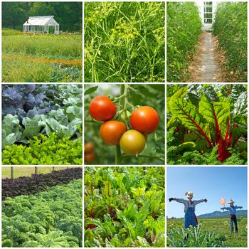 Gardening. Summer vegetable garden. Collection of 9 images.
