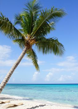  Beautiful beach with palm tree in the Dominican Republic, Caribbean