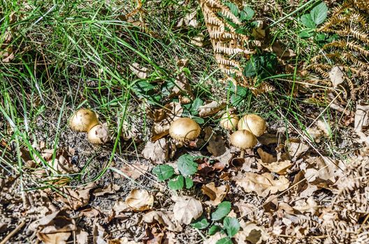 Mushrooms in the forest of Navarra in Spain