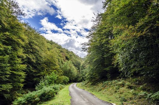 Road Inside the green forest in Spain.