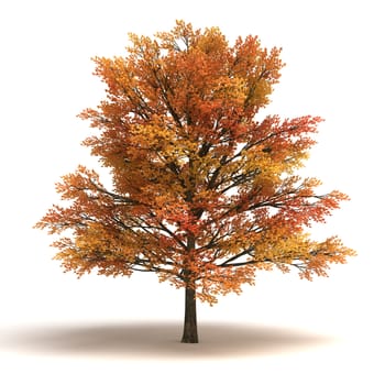 Maple Tree (isolated white background)