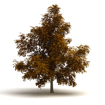 Single Tree (isolated white background)