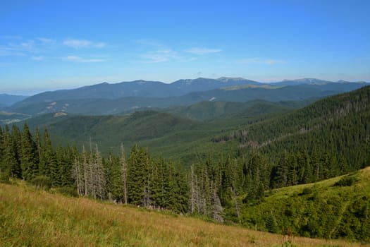 Spruce forest in the mountains under the blue sky