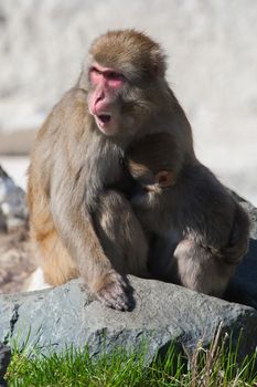 Mother and baby Macaque (Snow) Monkey's playing in the sun