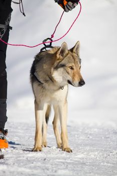 rescue dog on snow