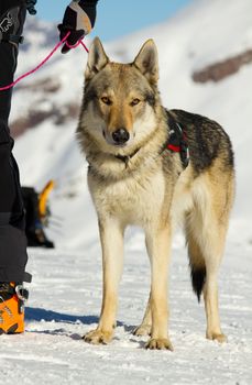 rescue dog on snow