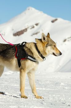 rescue dog on snow